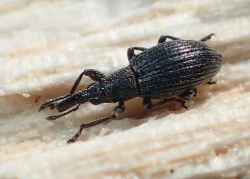 Aspidapion sp.